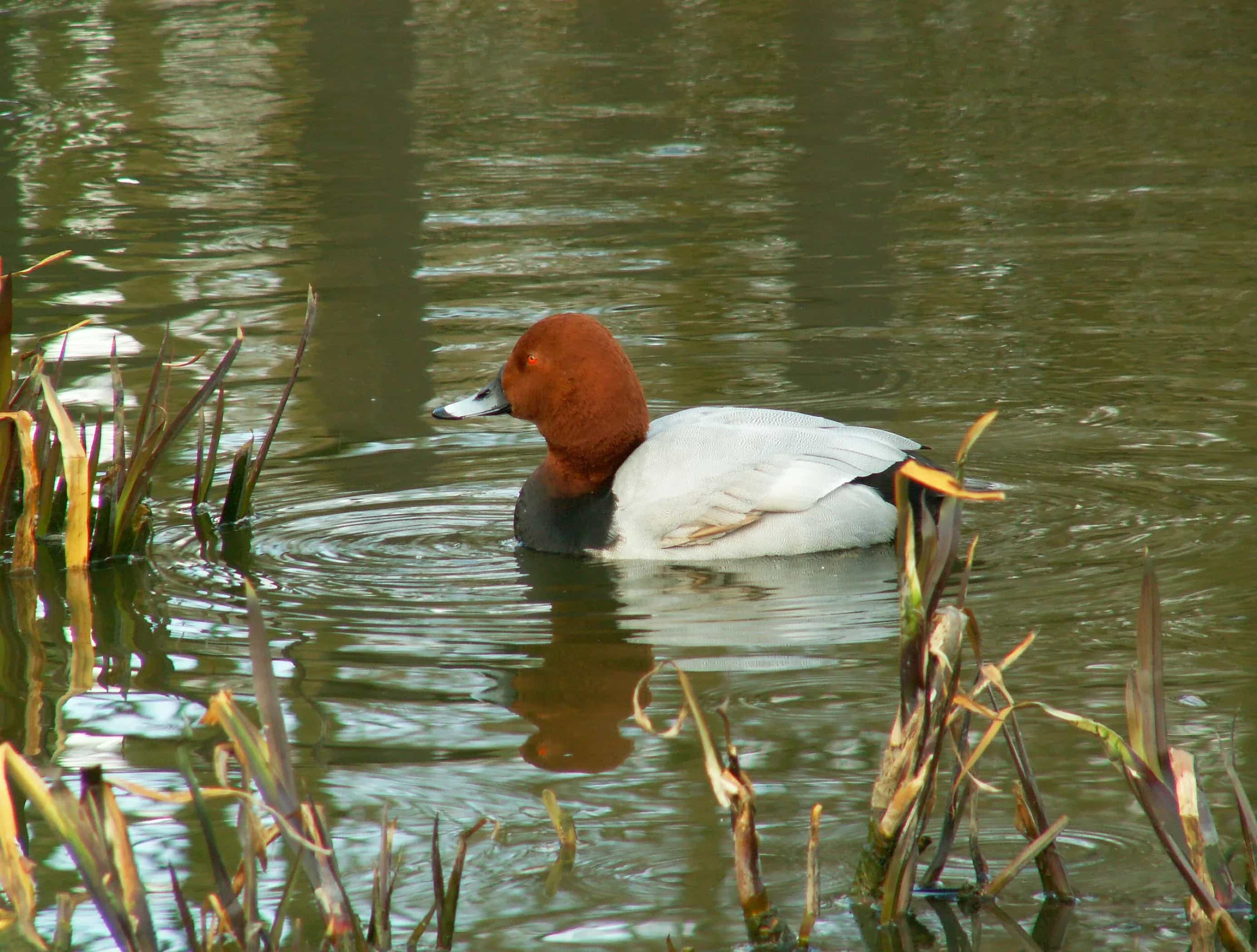Специальные публикации